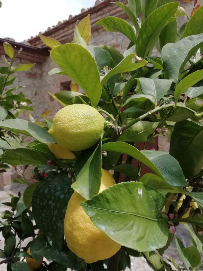 Quercegrossa B&B Casagrande المظهر الخارجي الصورة